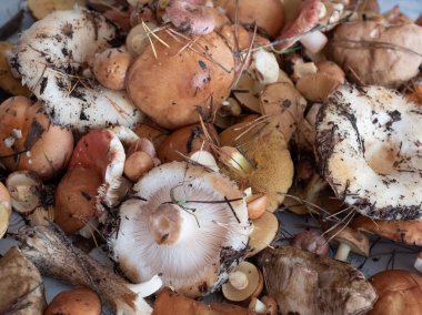 Mantar fotoğraf arka plan. Tedavi edilmezse orman mantar yalan.