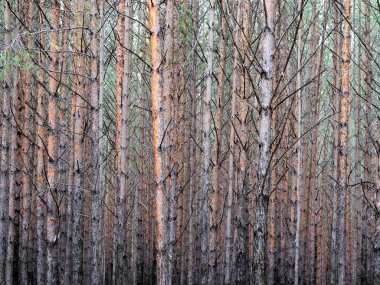 Bir çam ormanı fotoğraf arka plan. Ağaç gövdeleri birbirine çoğu kez.