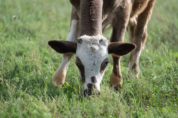 Portrait Domestic Cow Grazing Green Pasture — Stock Photo, Image