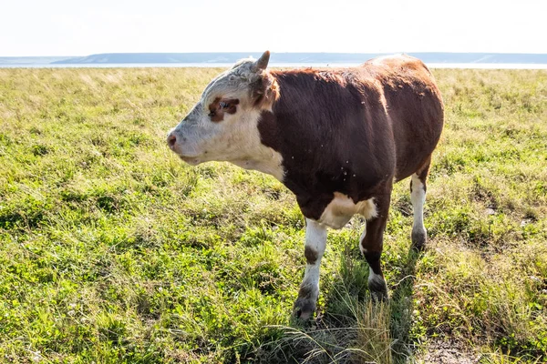 Photo Domestic Cow Grazes Green Pasture — Stock Photo, Image