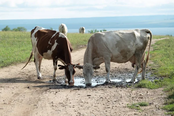 Herd Domestic Cows Drinks Water Puddle — Stock Photo, Image