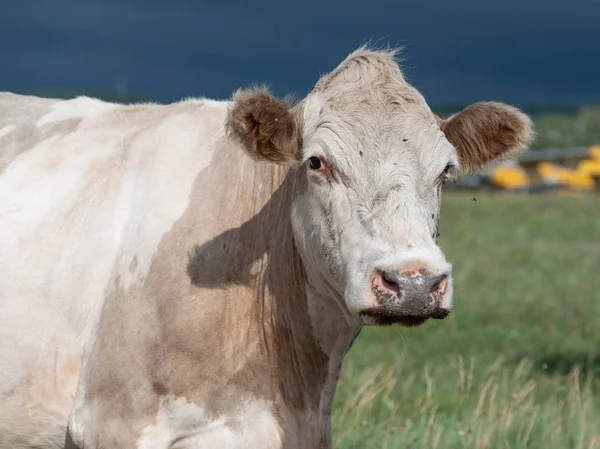 Portrait Domestic Cow Grazing Green Pasture — Stock Photo, Image