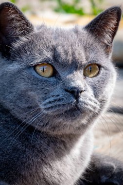 Büyük bir gri yerli kedi namlu fotoğrafı.