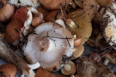 Grup taze orman mantar kökenli.