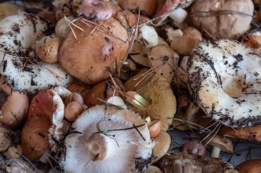 Grup taze orman mantar kökenli.