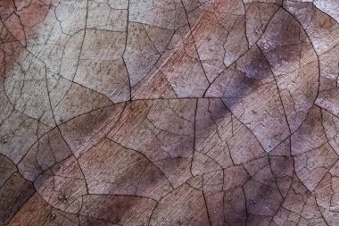 Yaşlı bir eski ahşap duvar boyası kırık.