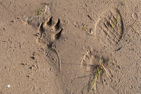 Empreinte Botte Homme Pied Chien Dans Sable — Photo