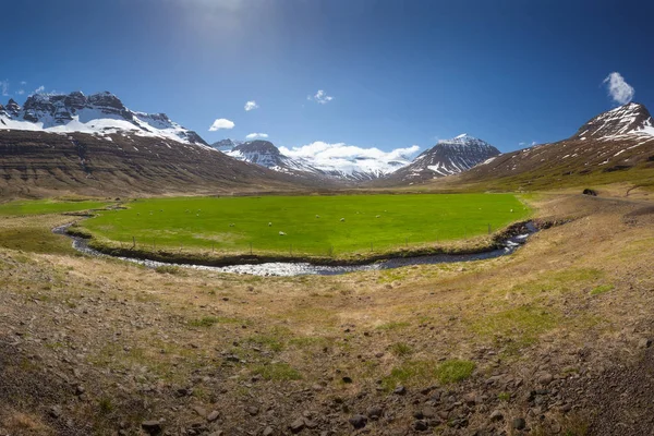 Исландская Пейзажная Панорама Гор Красивого Зеленого Поля Выпасом Овец Солнечный — стоковое фото