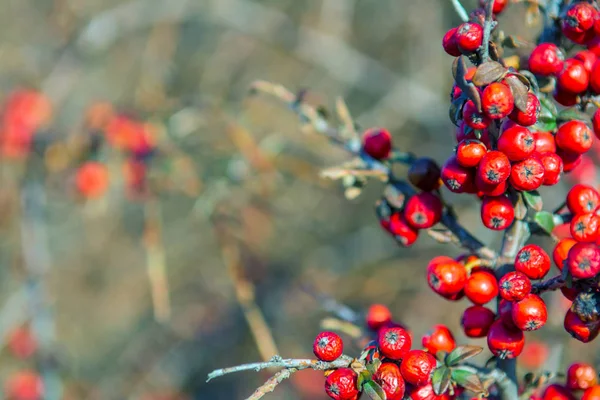 Kırmızı dut bush üzerinde biraz kurumuş. Psychedelic. Gümüş buffaloberry, Shepherdia argentea