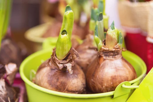 Filiz çiçek soğanı yeşil bir kova. Lahanası toprağa ekime hazır