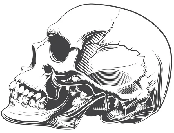 Human Skull Drawing Tattoo — Stock Photo, Image