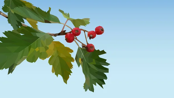 kırmızı böğürtlen