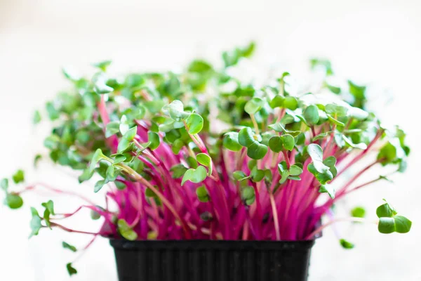 Radish Cress Wooden Table — Stock Photo, Image