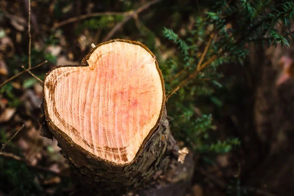 fresh cutted tree, heart shape