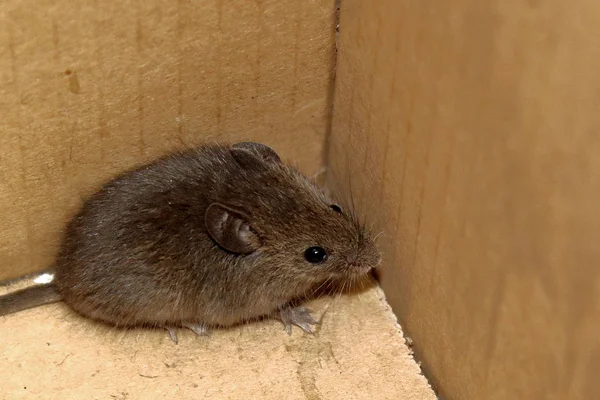 Souris Est Assise Dans Une Boîte Carton — Photo