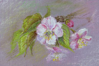 Çiçekli elma ağacı dalı. Pastel çizim.