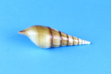 Mavi arka planda deniz kabuğu.