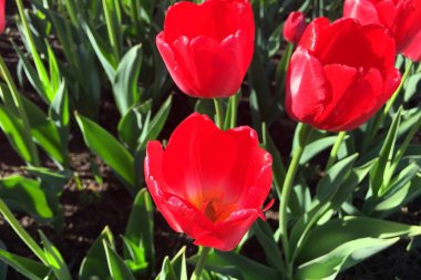 Parlak güneşli bir günde kırmızı lale tomurcukları.