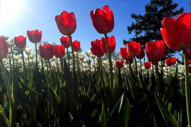 Parlak güneşli bir günde kırmızı lale tomurcukları.