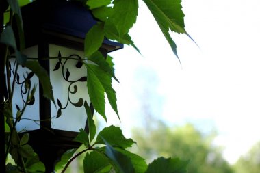 Yeşil sarmaşık ile dolaşık ahşap bir yazı üzerinde bulunan antika lamba.