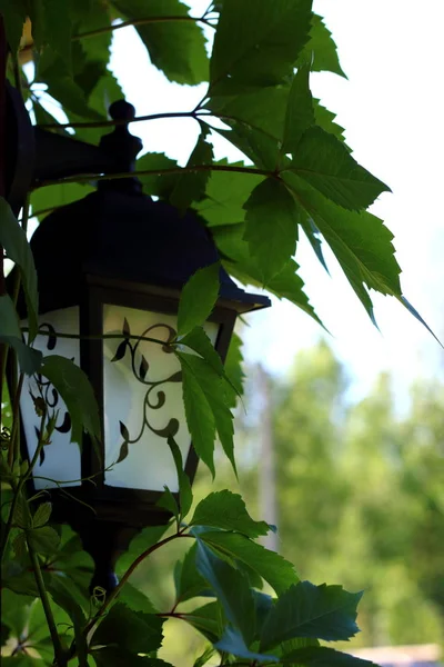 Starožitná Lampa Umístěná Dřevěném Listě Zeleným Břečťanem — Stock fotografie