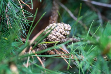 Kozalaklı ağaçların dallarında genç yeşil kozalaklar.