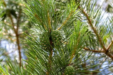 Kozalaklı ağaçların dallarında genç yeşil kozalaklar.