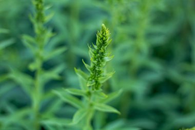 Yeşil bahçe bitkilerinin doğal bulanık arka planı, yumuşak yeşil desenler..