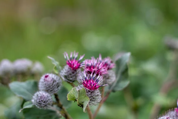 Young Reptile Flowers Blurred Green Background — Stock Photo, Image