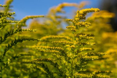 Sarı altın renkli çiçekler, parlak güneşli bir gün..