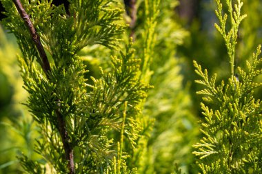 Tui 'nin genç dalları parlak güneş tarafından aydınlatılır..