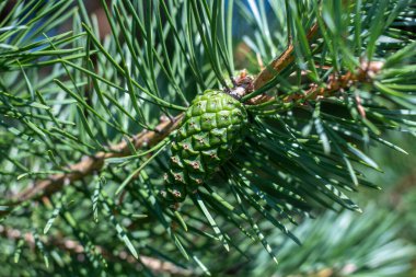Uzun kozalaklı iğneler arasında genç yeşil kozalaklar.