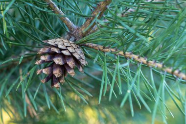 Arkaplanı bulanık kozalaklı ağaç dalında küçük bir tümsek..