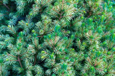 Genç filizlenir Noel ağacının dikenli dallarında, güneşli bir günde.