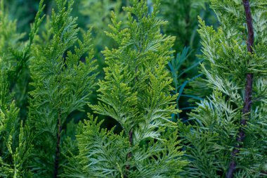 Tui 'nin genç dalları parlak güneş tarafından aydınlatılır..