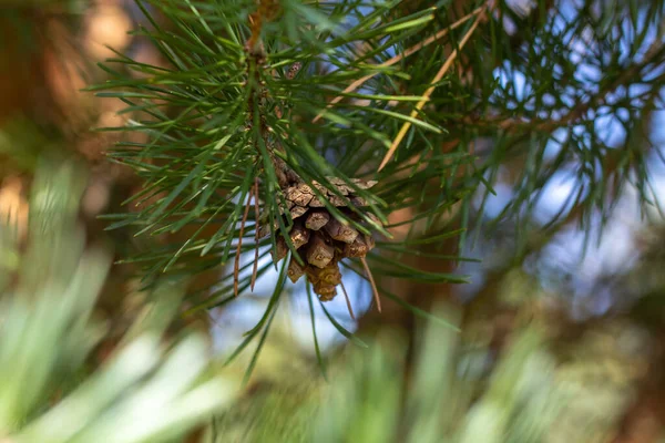 Ένα Μικρό Καρούμπαλο Ένα Κλαδί Κωνοφόρων Δέντρων Θολό Φόντο — Φωτογραφία Αρχείου