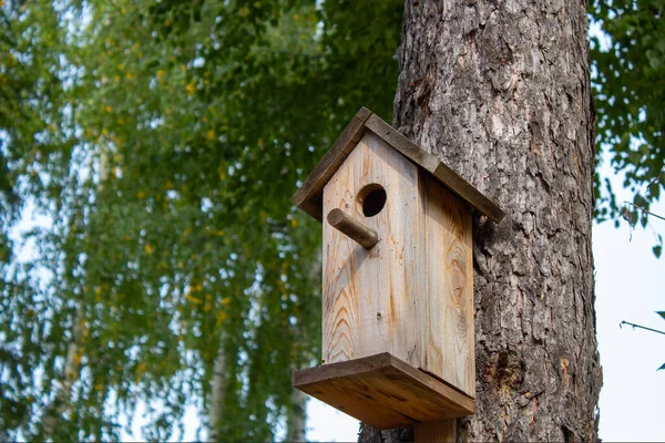 Birdhouse Uccelli Forestali Conifere — Foto Stock