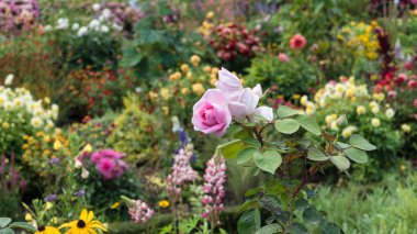Pembe gül renkli bahçe çiçek üzerinde tam