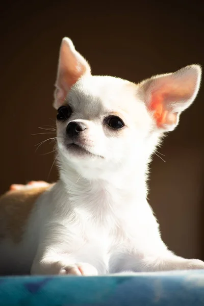 Bébé Chihuahua Blanc Rouge — Photo