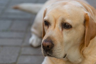 Açık renk saçlı, üzgün gözlü bir labrodor köpeği sıkılıyor ve bekliyor.