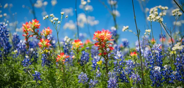Блакитні Бонети Техас Польових Квітів — стокове фото