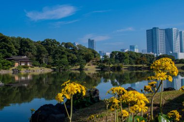 Hamarikyu Bahçeleri, Tokyo, Japonya