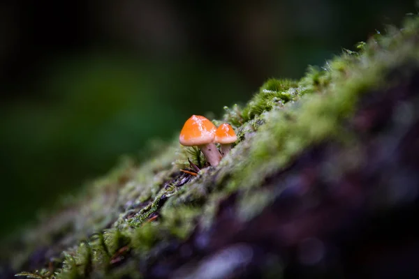 Champignon Orange Macro Shot — Photo