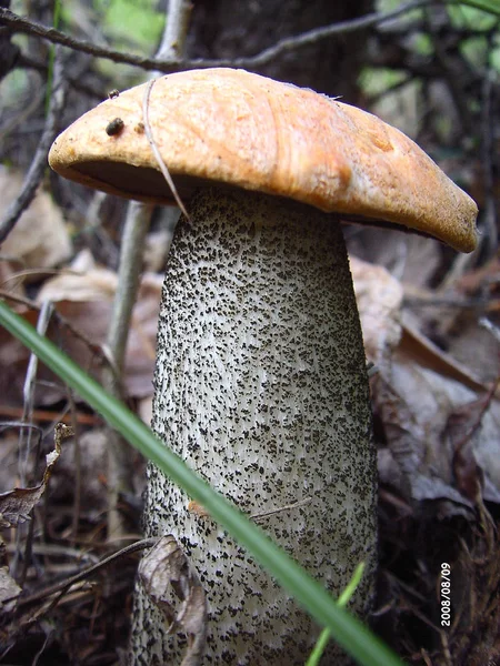 Brownberry Common Name Group Species Fungi Genus Leccinum Common — Stock Photo, Image