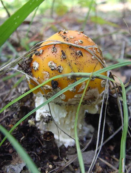 Orman mantar, yenilmez, zehirli mantar