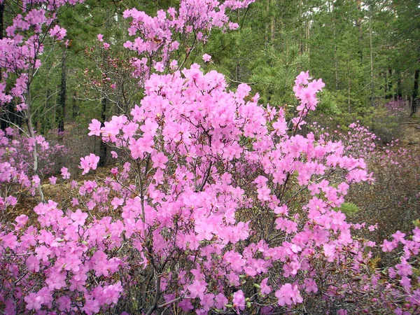 Rhododendron Dahurian dökmeyen Shrub, Sibirya, Kafkaslar ve Uzak Doğu 'da dağıtılmış.