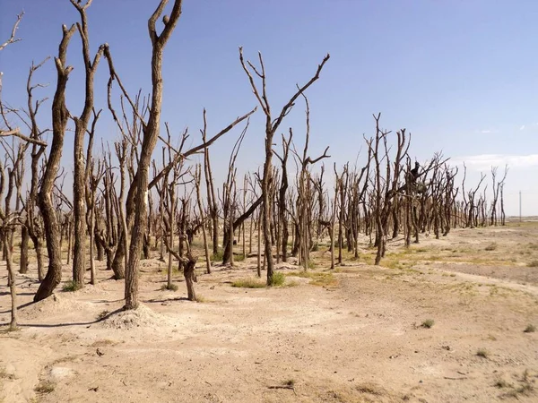 Dinozor Park Çin City - Eren-Khoto, Moğolistan sınırında                               