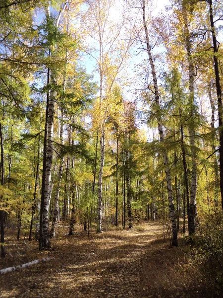 Trans-Baykal topraklarının altın sonbahar doğa