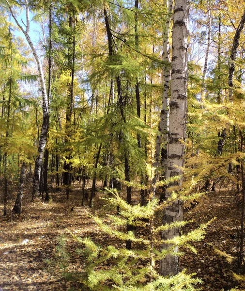 Naturaleza Dorada Otoño Del Territorio Trans Baikal — Foto de Stock