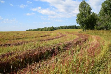 Rusya'nın ortasında Sıcak Ağustos günü